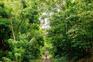 Forêt tropicale Îles de Guadeloupe