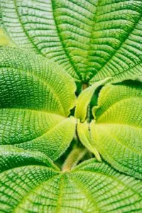 Plante Tropicale