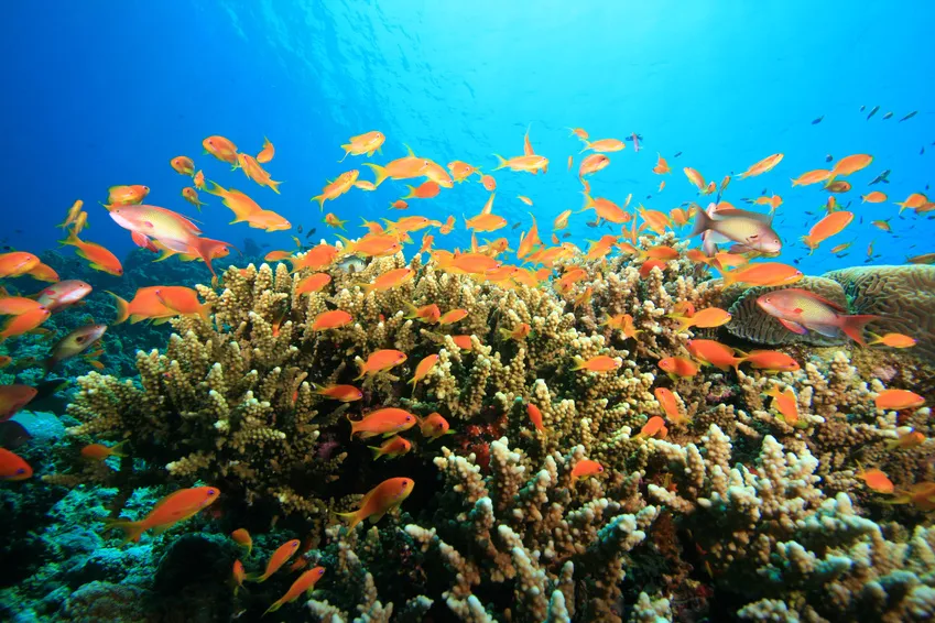 Poissons - réserve naturelle