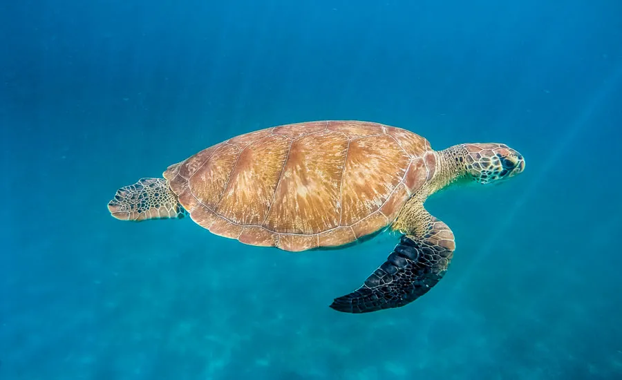 Tortue Caret