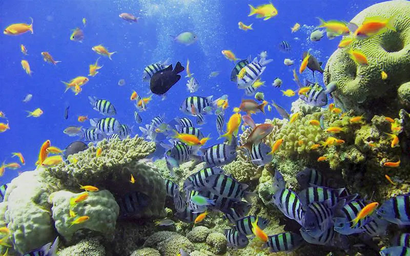 Réserve Cousteau
