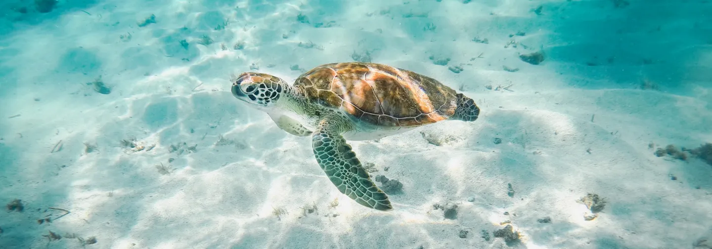 La Toubana Hôtel & Spa propose une sortie snorkeling à la Réserve Cousteau, aventure marine aux Caraïbes.
