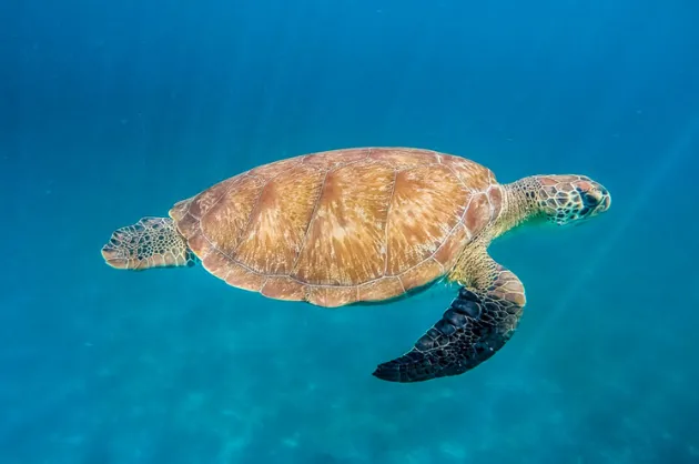 Grand Cul-de-Sac Marin: an ecological treasure in the heart of the Caribbean