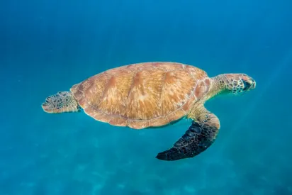 Grand Cul-de-Sac Marin: an ecological treasure in the heart of the Caribbean