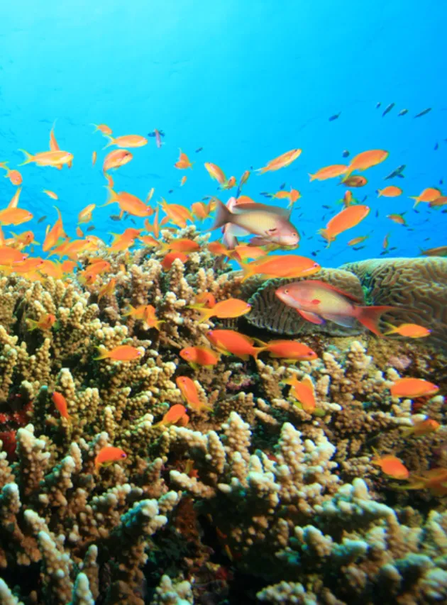 A nature reserve with an open heart