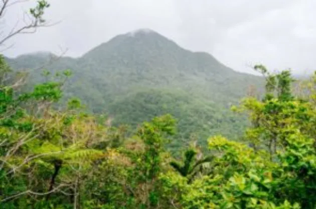 Caminatas por la selva