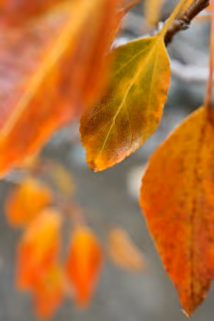 Example of a photograph with blurred background