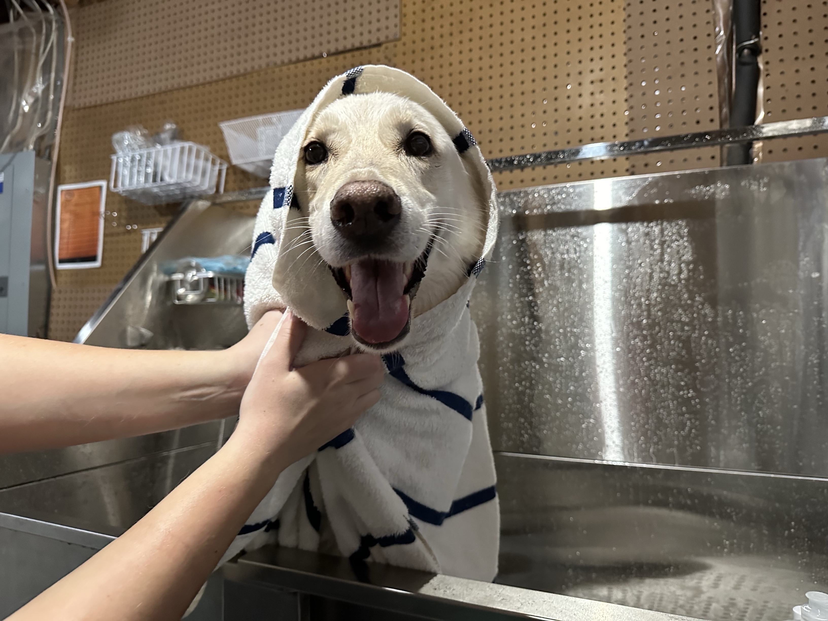 Honor after bath in a towel
