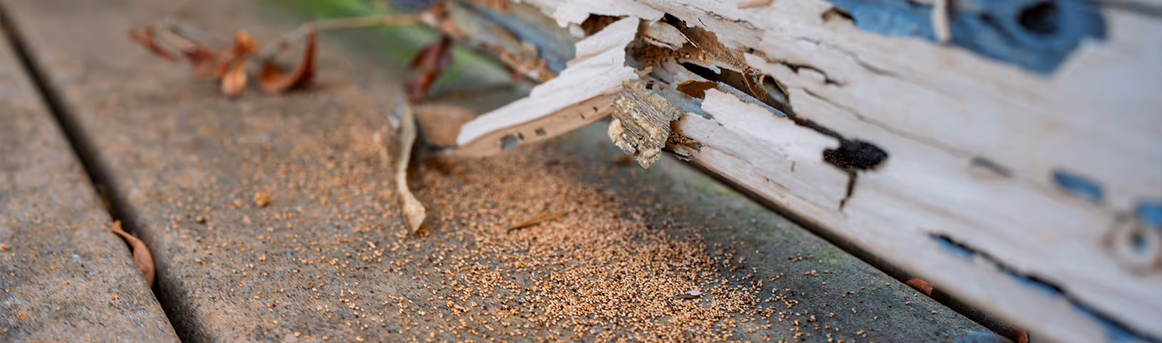 termite damage