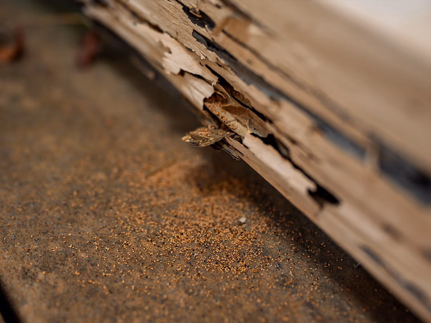 drywood termite damage inside home