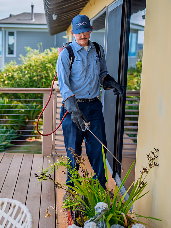 local pest control treating outside of home