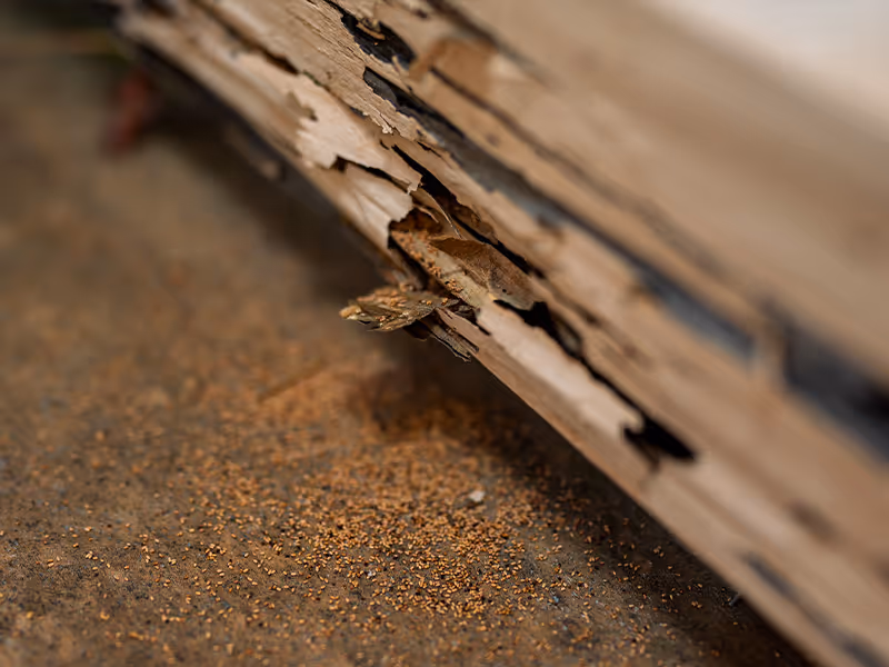 termite damage inside san diego home