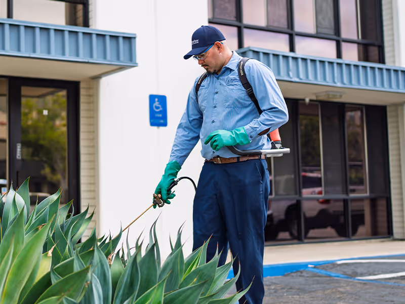 commercial pest control service 