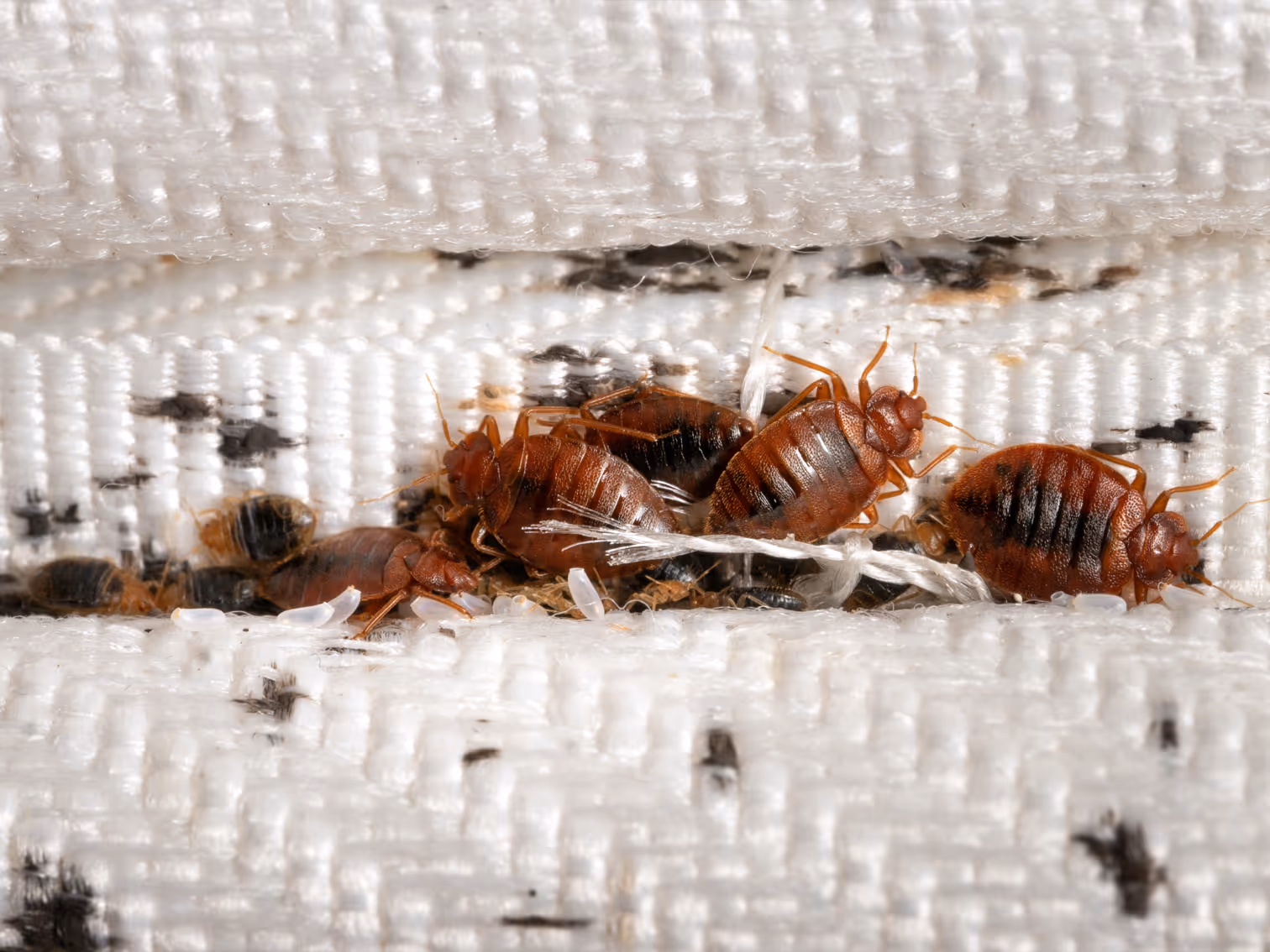 adult bed bugs on mattress