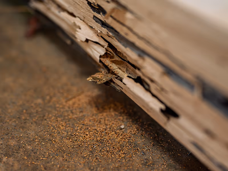 termite damage
