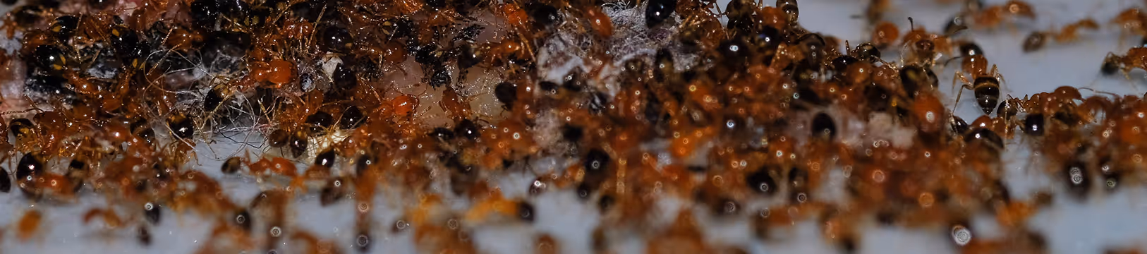 group of argentine ants