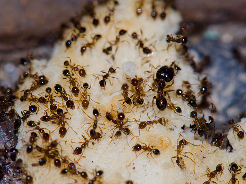 argentine ants eating fruit