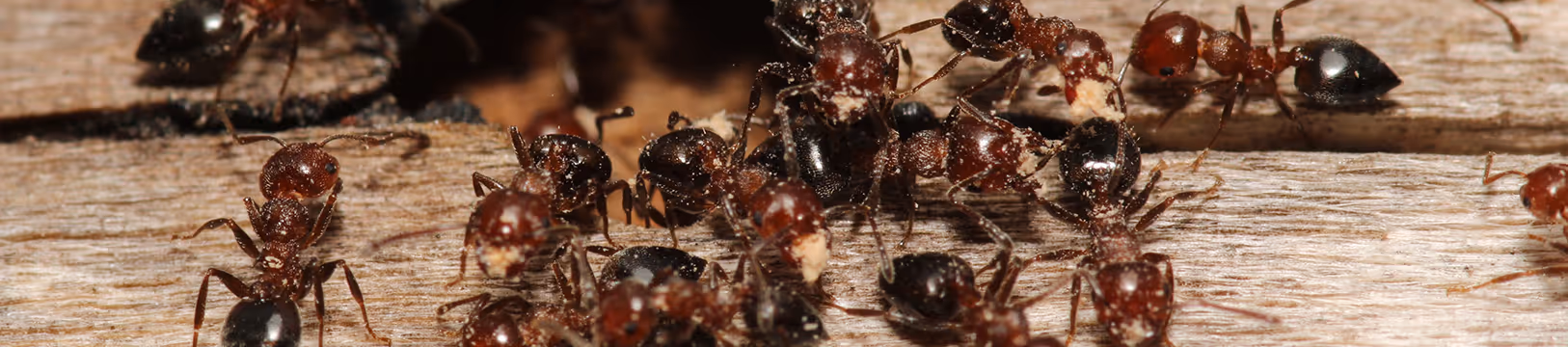 carpenter ants