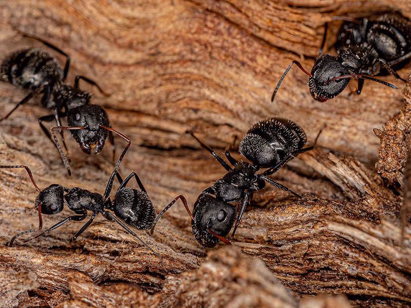 carpenter eats infesting wood
