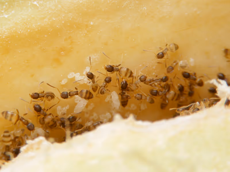odorous house ants eating
