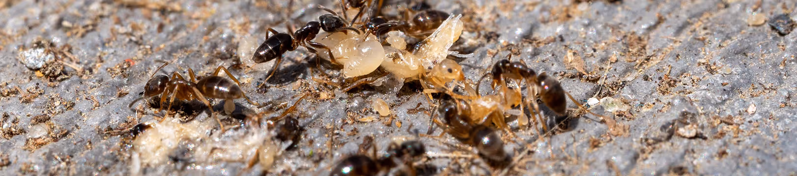odorous house ants