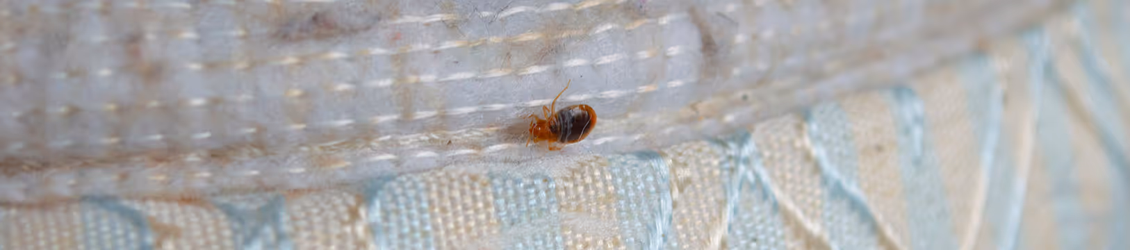 bed bug crawling on mattress