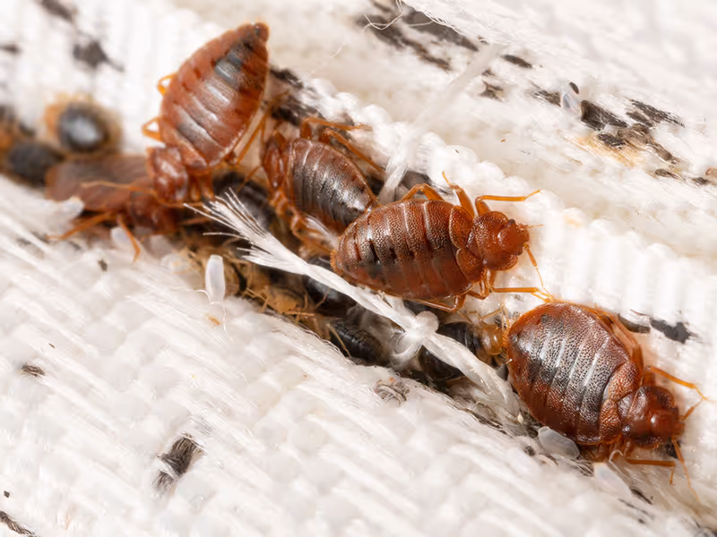 bed bugs