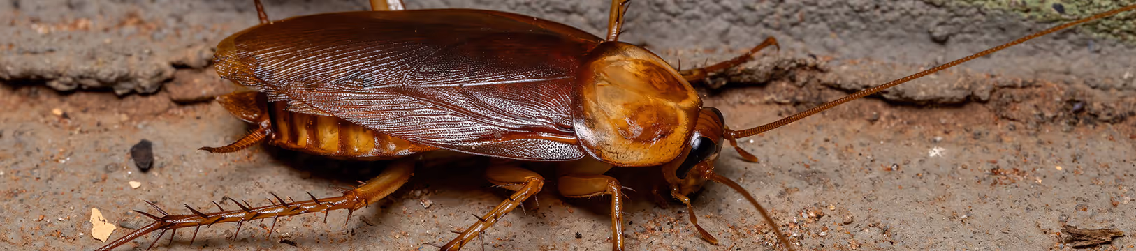 american cockroach
