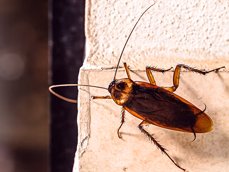 american cockroach on wall
