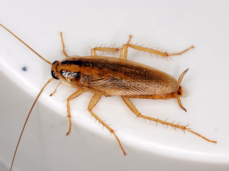 german cockroach on toilet