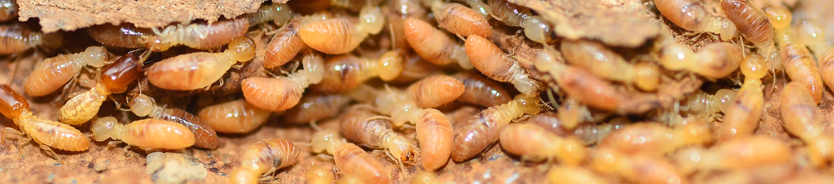 drywood termites