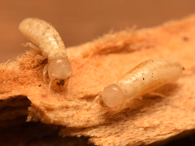drywood termite problem 