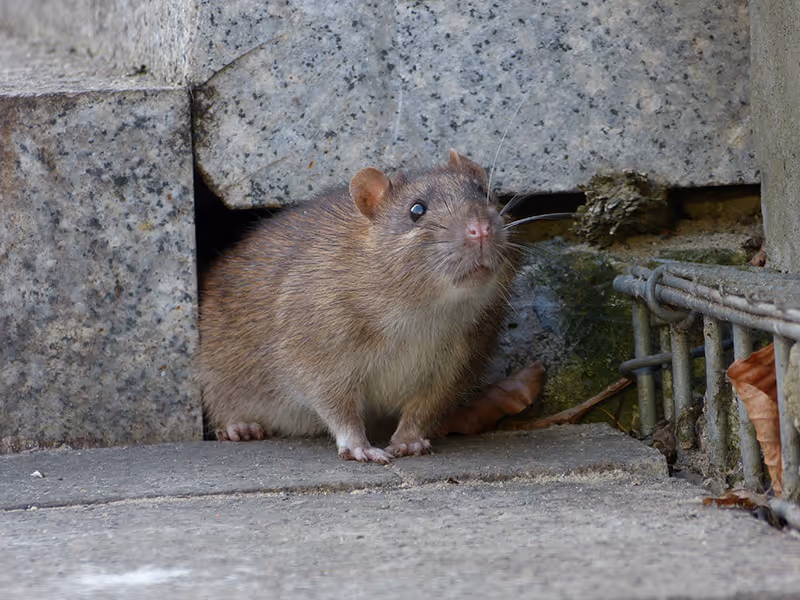 norway rat outside of home