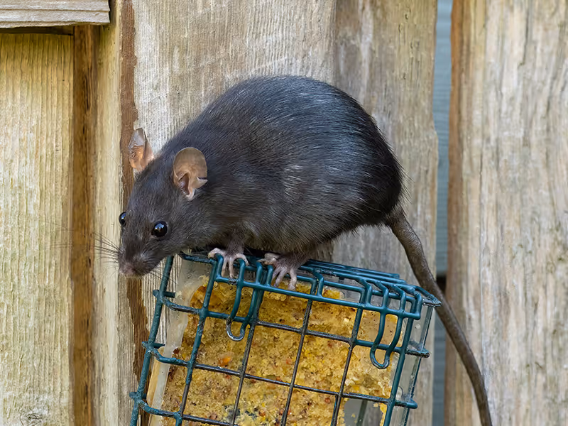 roof rat searching for food