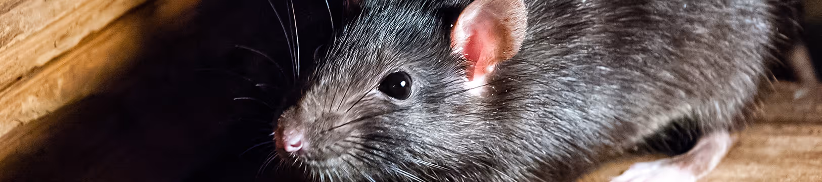 roof rat in attic
