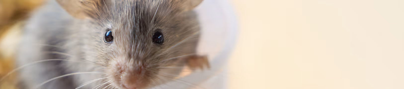 mouse inside home