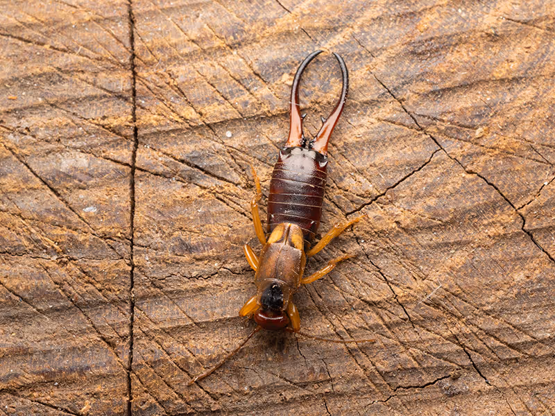earwig
