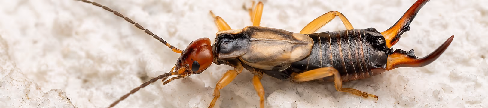earwig inside san diego house