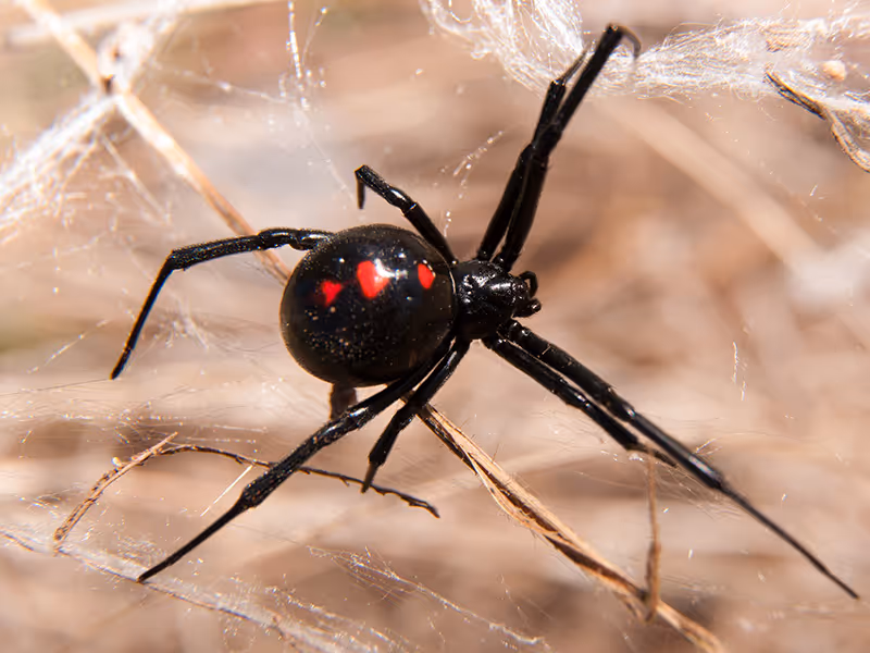 black widow spider in san diego barn