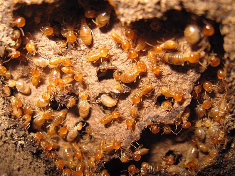 termite colony in san diego