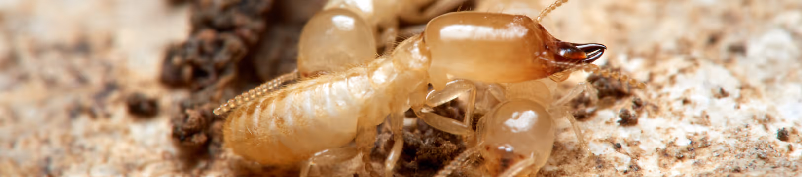 termite eating wood in san diego california
