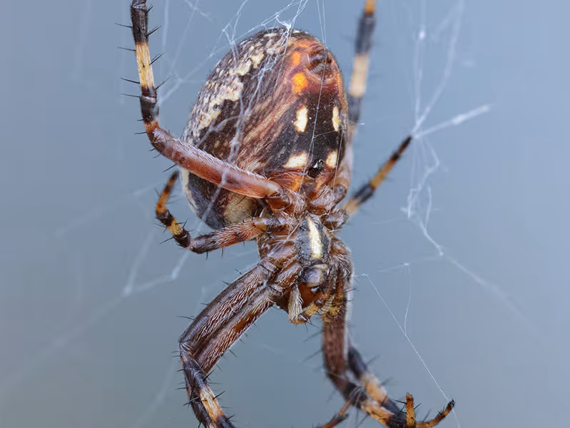 orb weaver spider in san diego home
