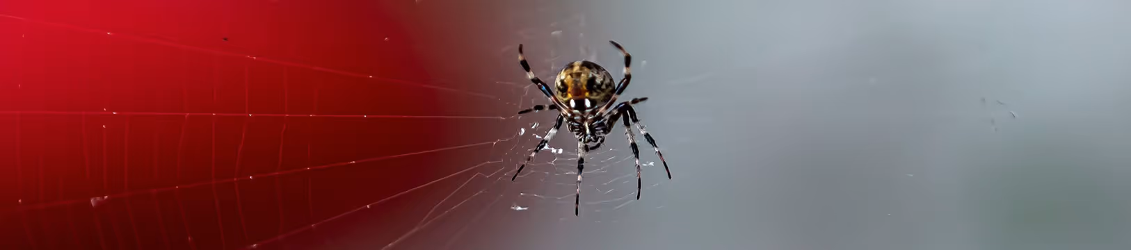 orb weaver spider making a web in san diego