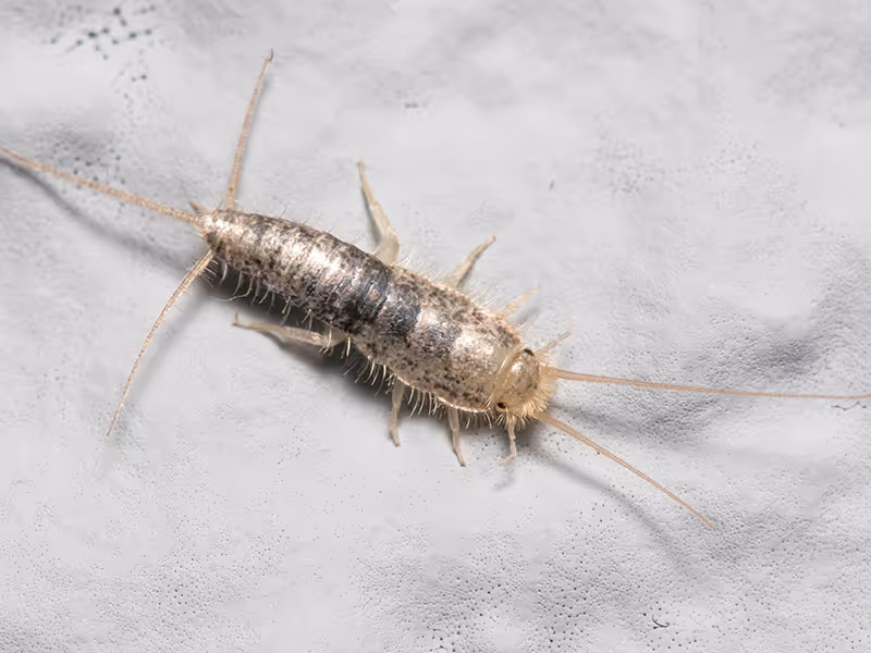 silverfish on a wall