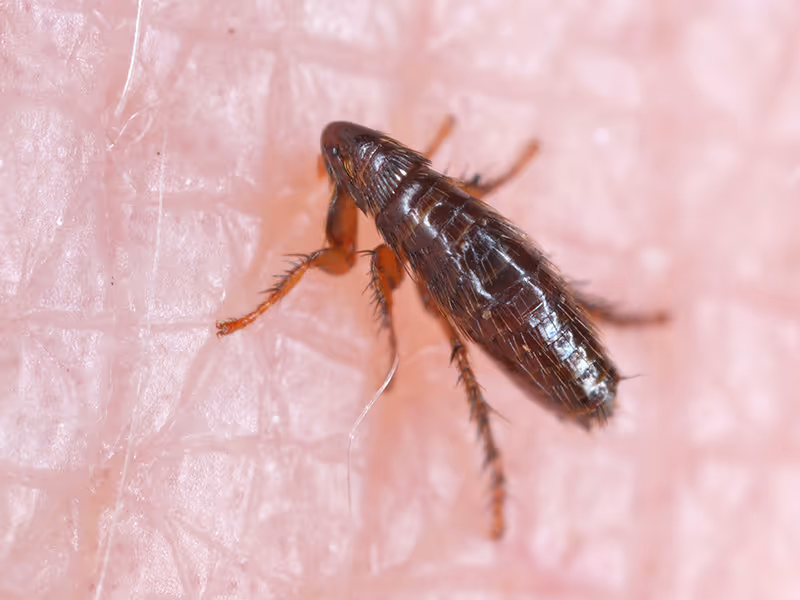 flea biting skin
