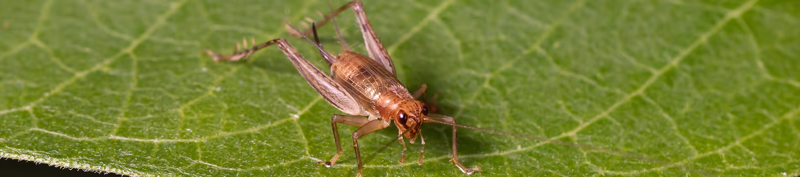 house cricket on a leaf