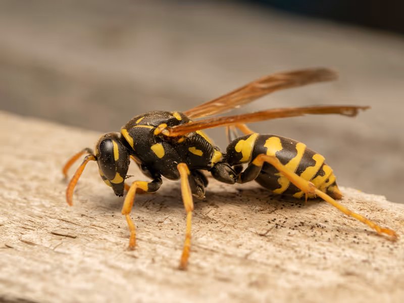 paper wasp on wood