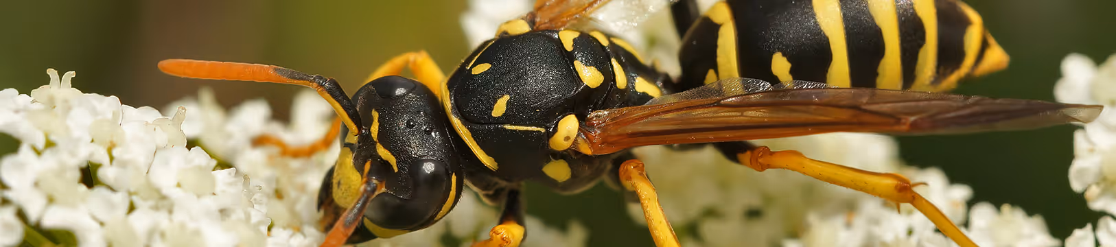 paper wasp up close