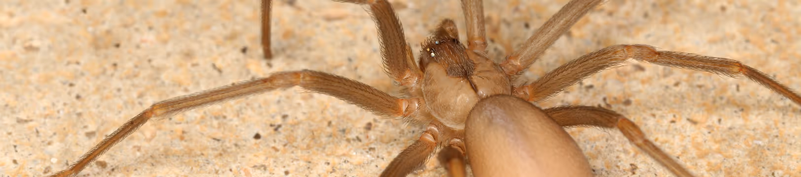 brown recluse spider on wall