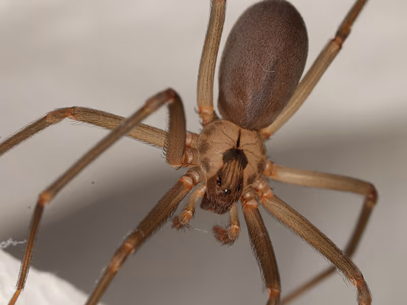 brown recluse spider up close
